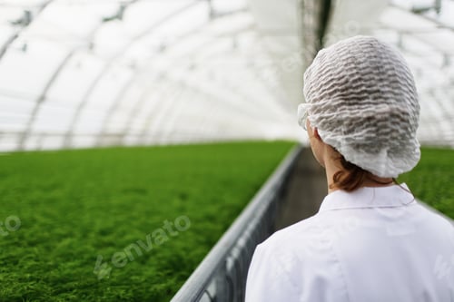 Preview: Junior agricultural scientists researching plants and diseases in a greenhouse with parsley