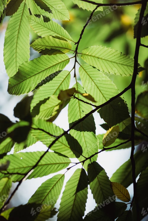 Preview: Green leaves of tree