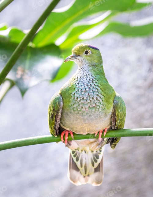 Preview: Superb Fruit Dove Female Perched