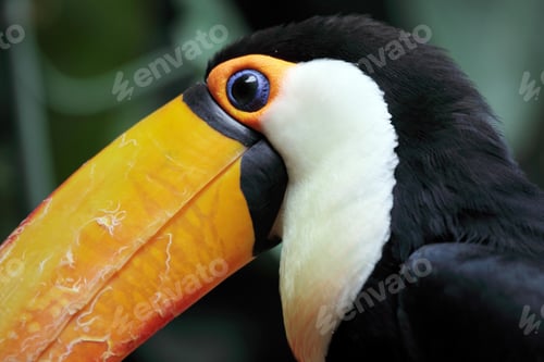 Preview: toucan, bird, colours, tropics
