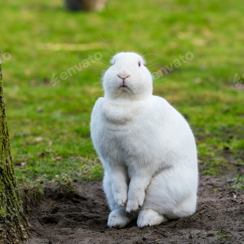Preview: White rabbit. Rabbit On Grassy Field