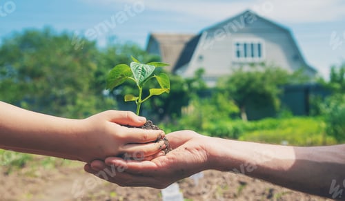 Preview: A child with his father plant a nursery garden. Selective focus.