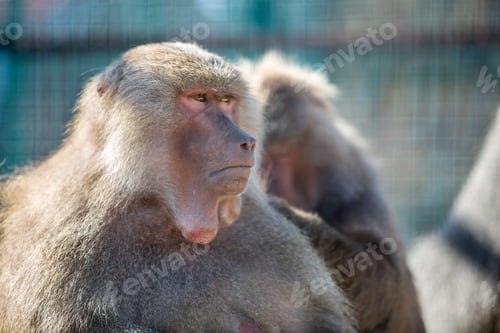 Preview: Baboon monkeys in a zoo on sunny day.