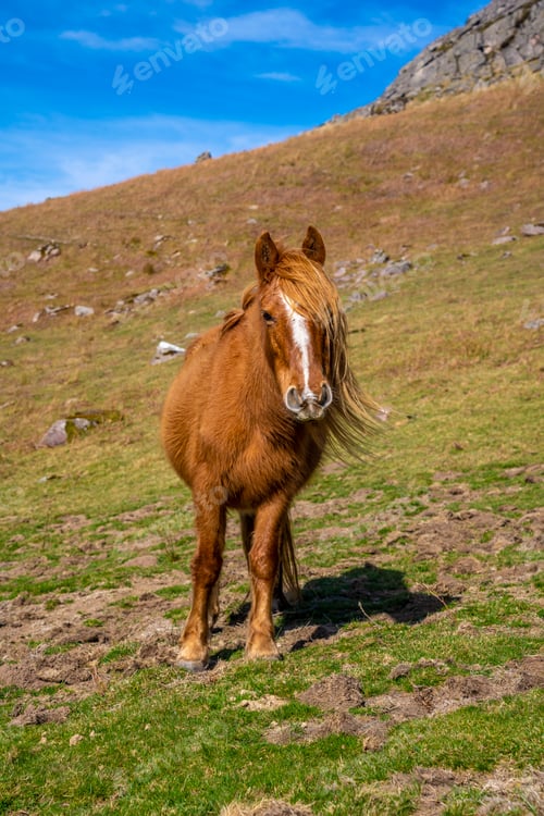 Preview: A brown horse with a lot of hair up on top of Mount Adarra in Guipuzcoa. Basque Country