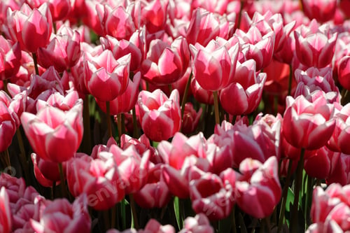 Preview: tulip