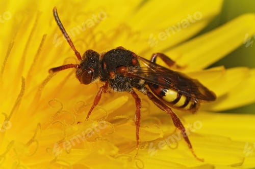 Preview: Closeup of a female Nomada cuckoo bee, Nomada on a dandelion