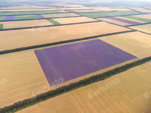 Preview: Aerial view of lavender field at summer day