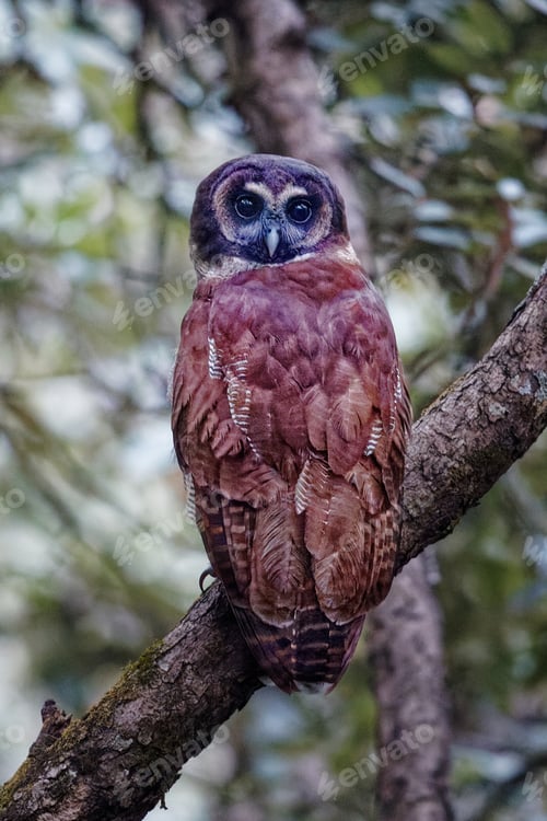 Preview: Wood owl