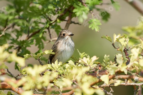 Preview: Spotted flycatcher (Muscicapa striata)