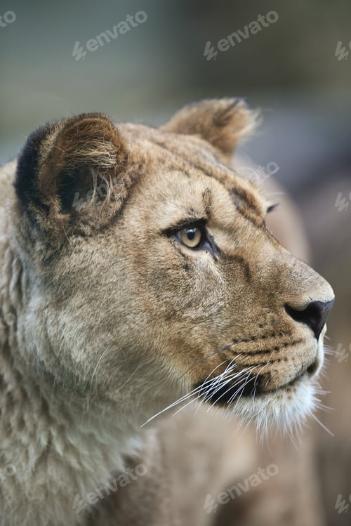 Preview: Close-up portrait of a majestic lioness (Panthera Leo) in nature