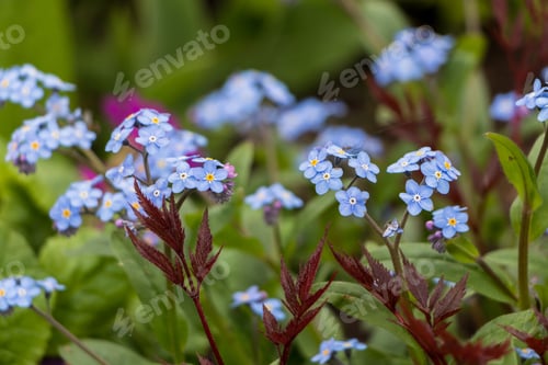 Preview: Spring flowers. blue forget-me-not flowers close-up. natural flower background