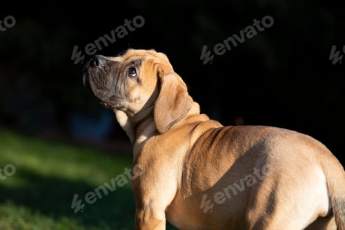 Preview: Bullmastiff dog in park gazing off