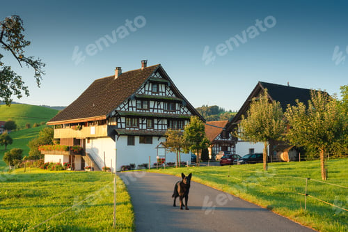 Preview: Rustic village with large dog on the road among the green hill on countryside in the morning