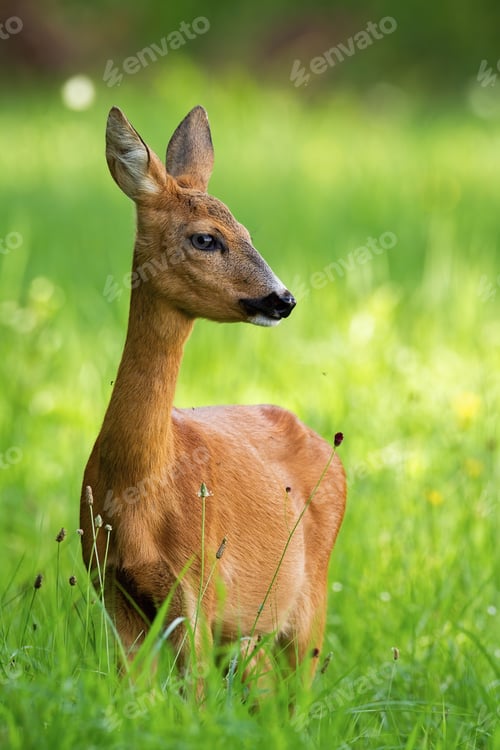 Preview: Roe deer female standing on meadow in the summer from front
