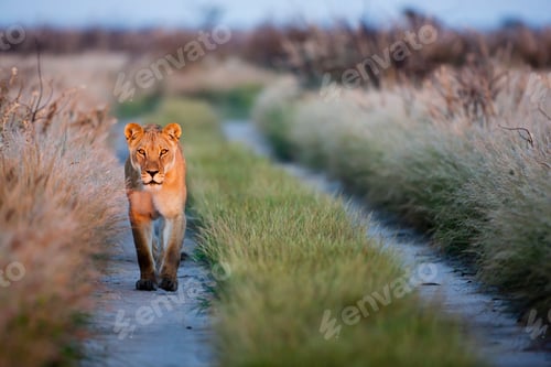 Preview: Africa, Botswana, Lioness in central kalahari game reserve