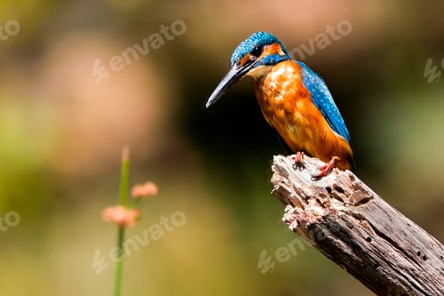 Preview: Kingfisher, Monfrague National Park, Spain