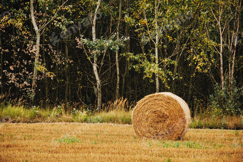 Preview: Bales on a field