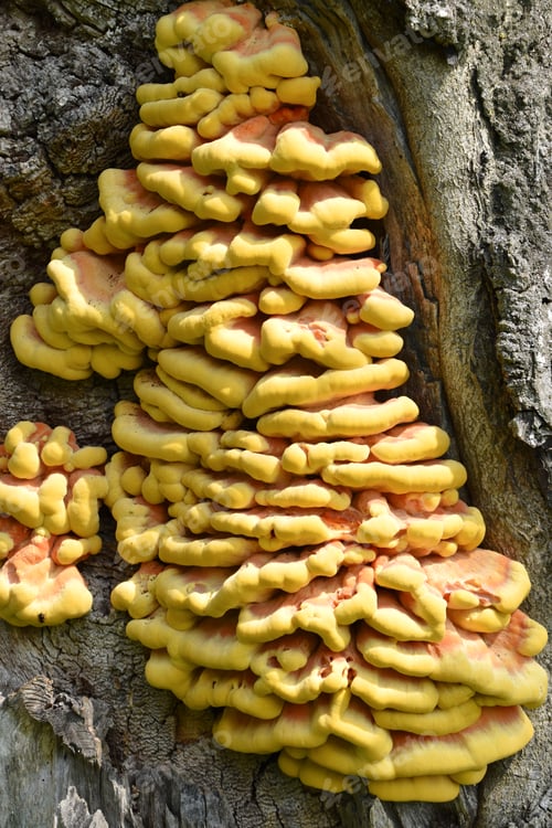 Preview: Chicken of the Woods mushroom