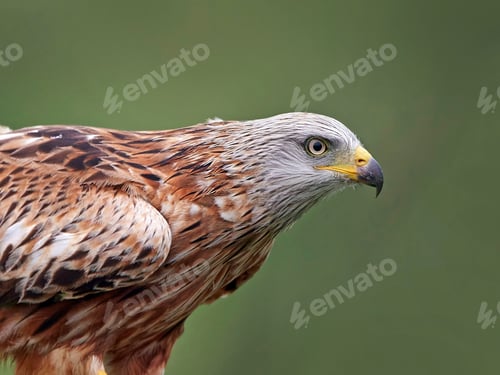 Preview: Red kite (Milvus milvus)