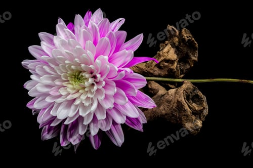 Preview: Vibrant Chrysanthemum on Driftwood black background