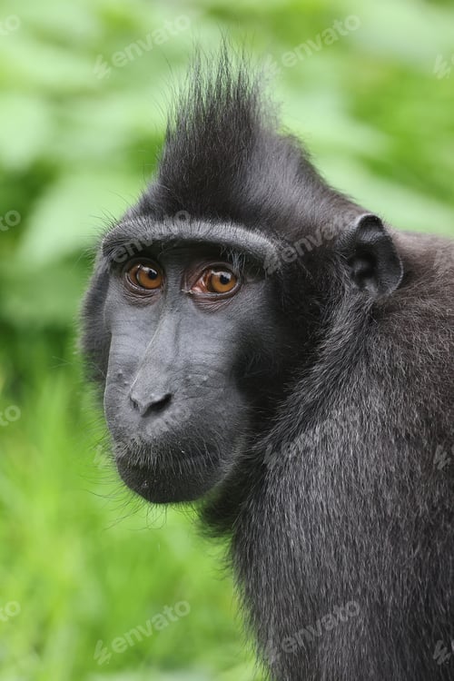 Preview: Crested Macaque (Macaca Nigra) close up