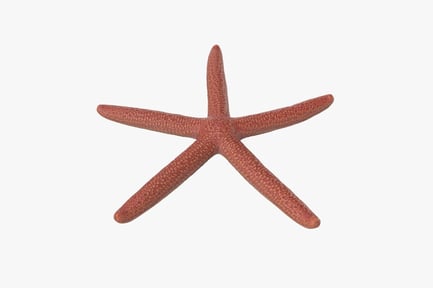 Visualização: Estrela do mar vermelha texturizada com cinco braços