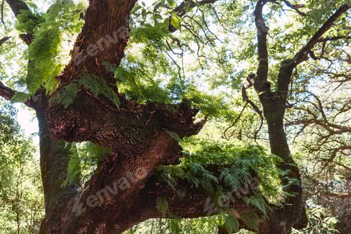 Preview: Low angle shot of an old thick tree in a forest