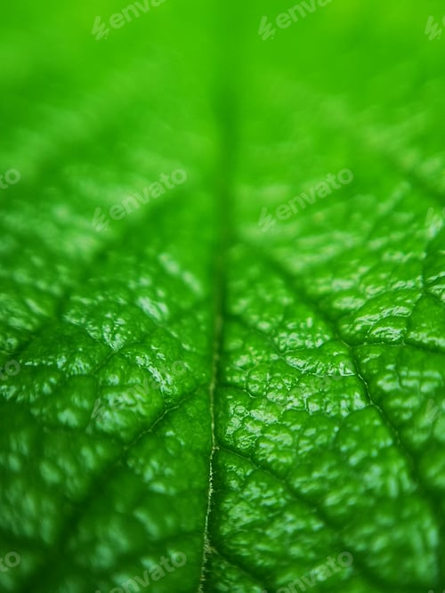 Preview: macro close up of bright green leaf texture