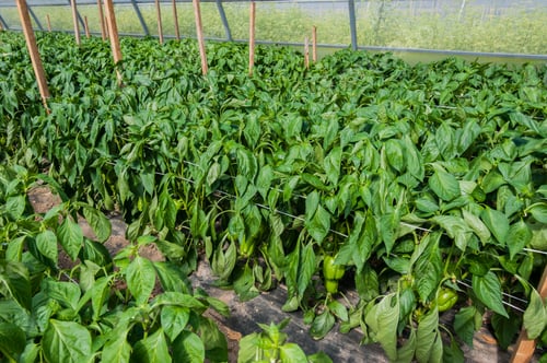 Preview: growing vegetables - green pepper in a greenhouse