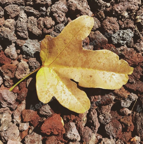 Preview: Autumn