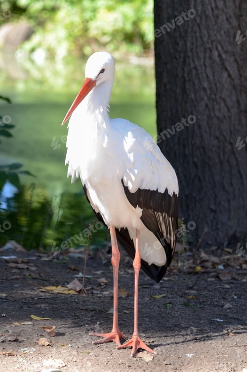 Preview: White stork portrait outdoors
