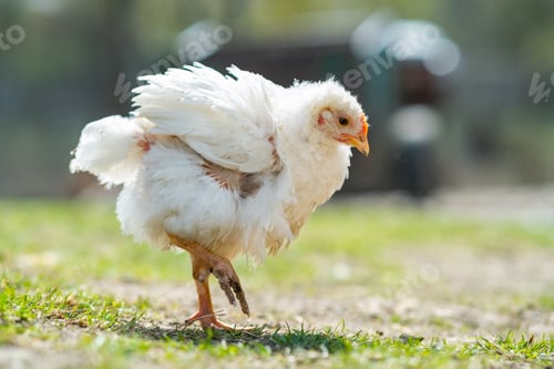 Preview: Hen feed on traditional rural barnyard. Close up of chicken standing on barn yard