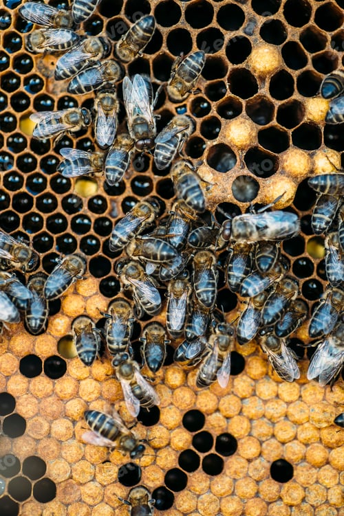 Preview: Honeybee swarm