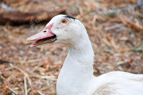 Preview: A domestic duck opens its mouth and calls its ducks together
