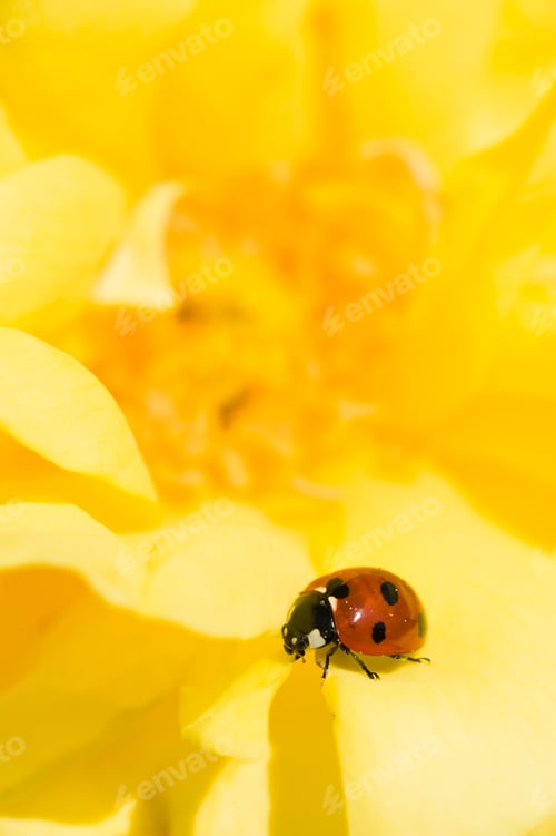 Preview: Ladybug on Ornamental rose