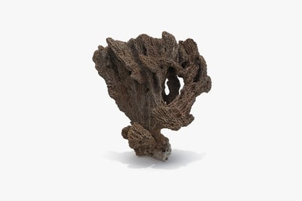 Preview: Complex Branching Tree Sponge