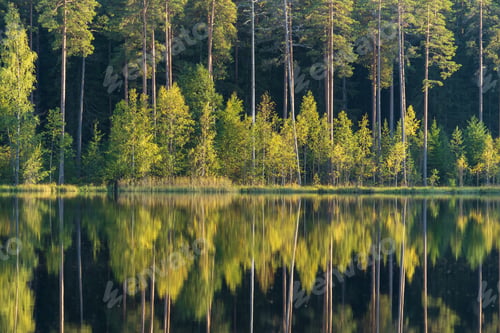 Preview: Forest lake with reflection of green trees in water. Beautiful summer in woods. Pure nature beauty