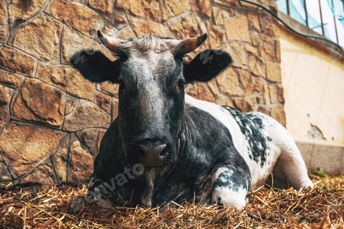 Preview: Black and white cow laying down on dairy farm