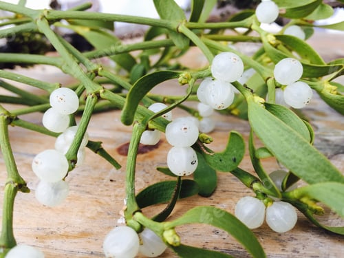Preview: Mistletoe on wooden table