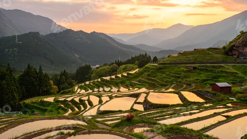 Preview: Japanese Rice Terraces in Kumano, Japan at Dusk
