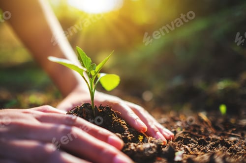 Preview: Closeup image of people preparing to grow a small tree with soil in the garden