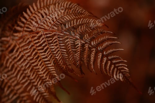 Preview: dark moody faded autumn leaf background, brown fall plants decay