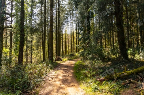 Preview: Path of the forest of ascent to Mount Andatza in the town of Usurbil, Gipuzkoa. Basque Country