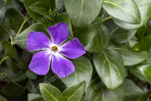 Preview: Vinca major Purple flower plant with space for text
