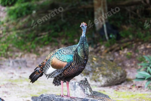 Preview: Turkey in Guatemala