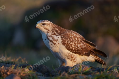 Preview: Common buzzard (Buteo buteo)