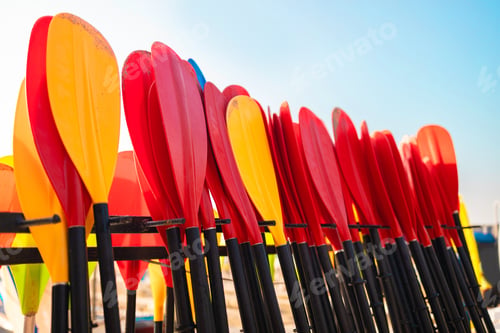 Preview: paddles for rent by tourists on the beach during summer season.