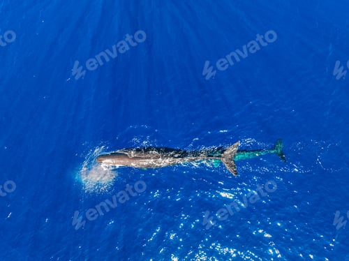 Preview: Boat and whale trail underwater