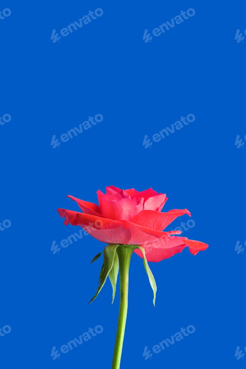 Preview: Background