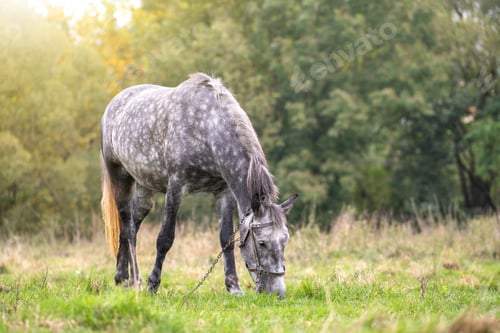Preview: Beautiful gray horse grazing in green grassland summer field